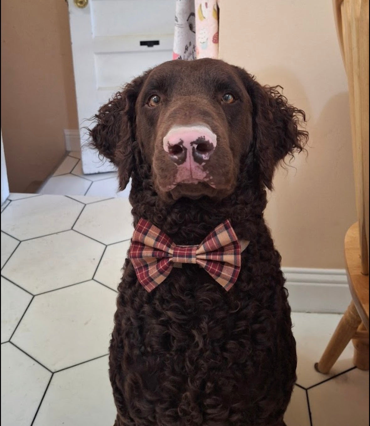 Brown Tartan
