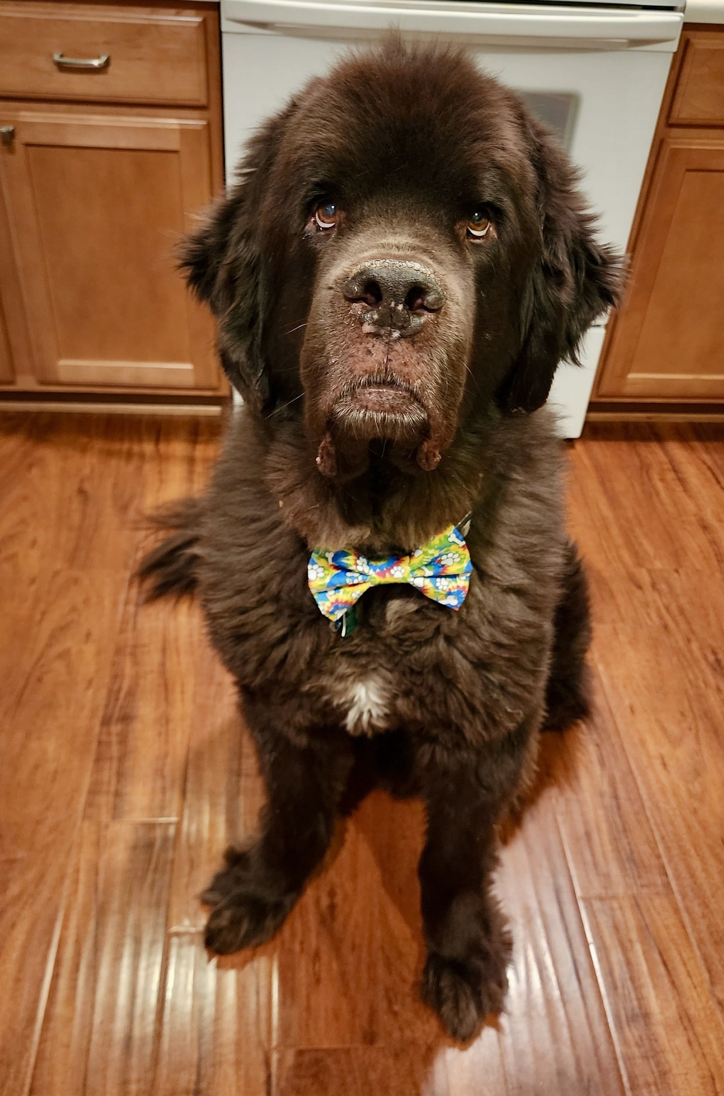 Groovy Waggin