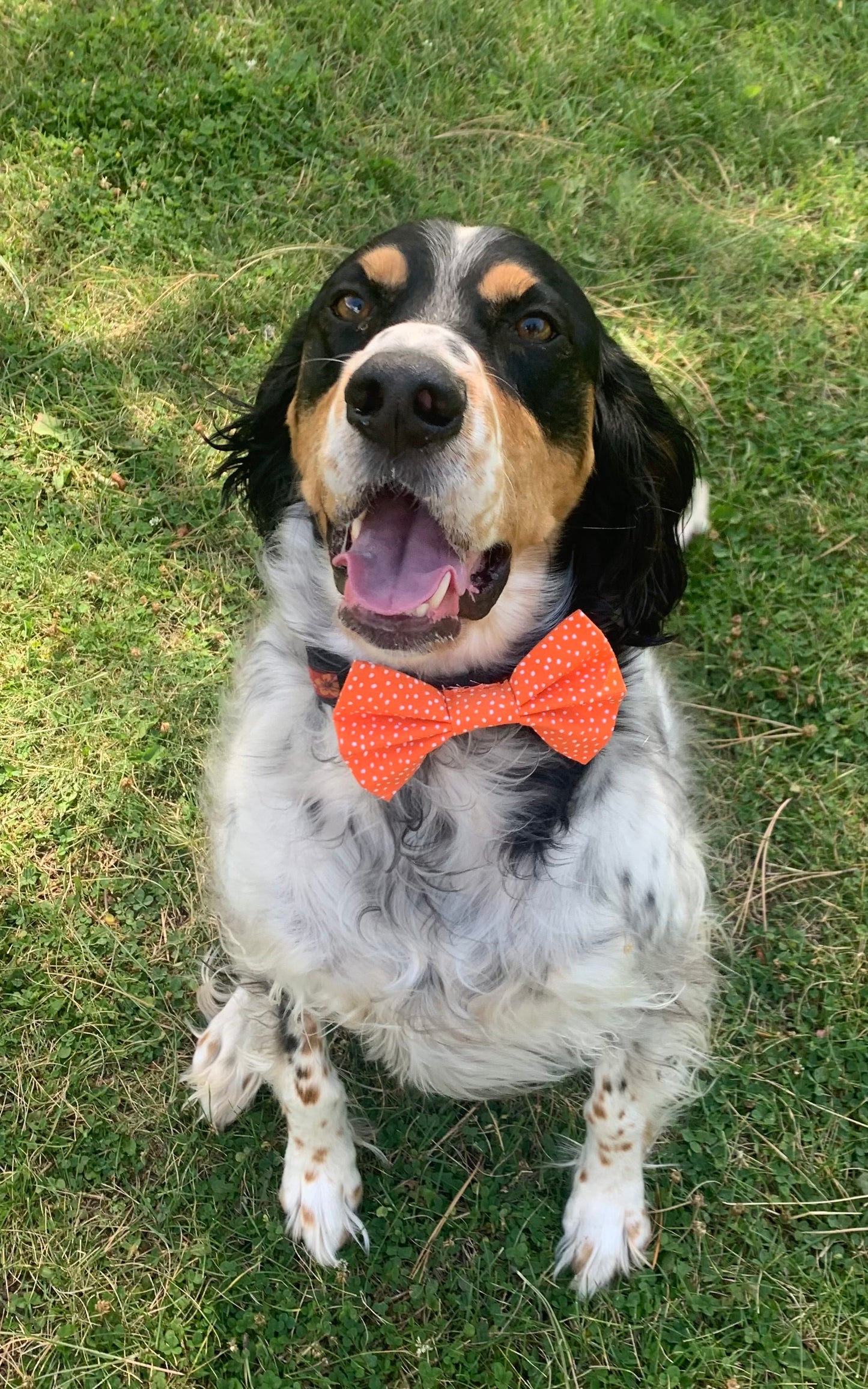 Orange Pawlka Dot