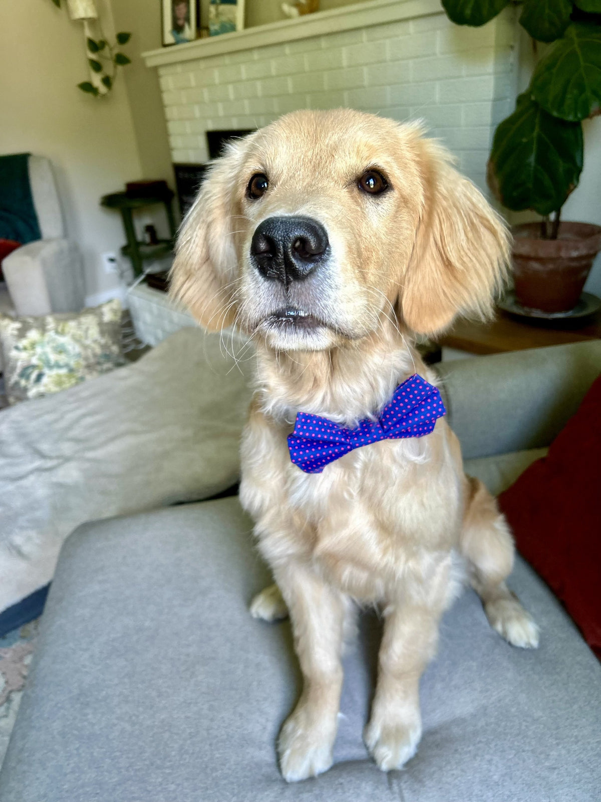 Navy Pawlka Dot