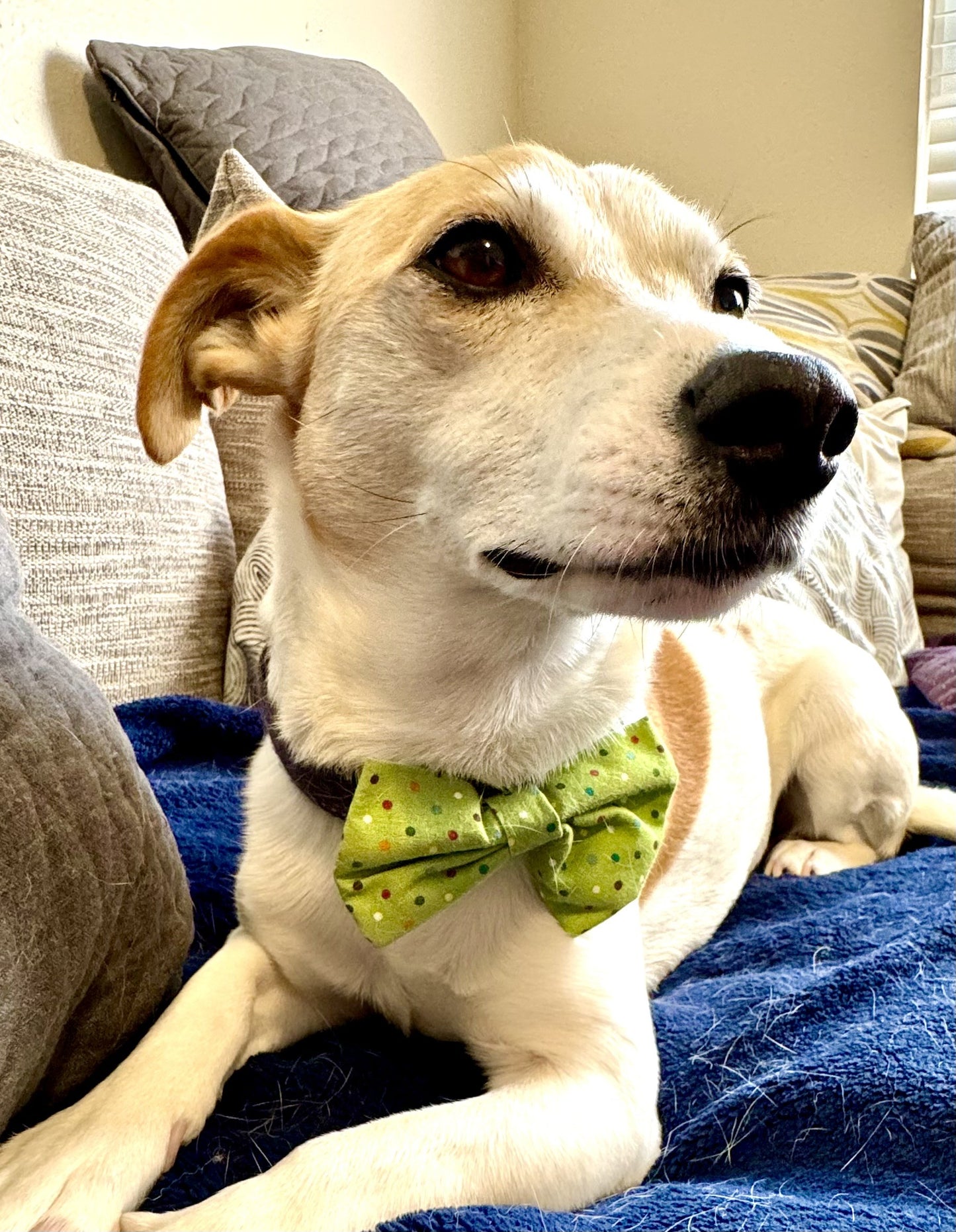 Lime Confetti