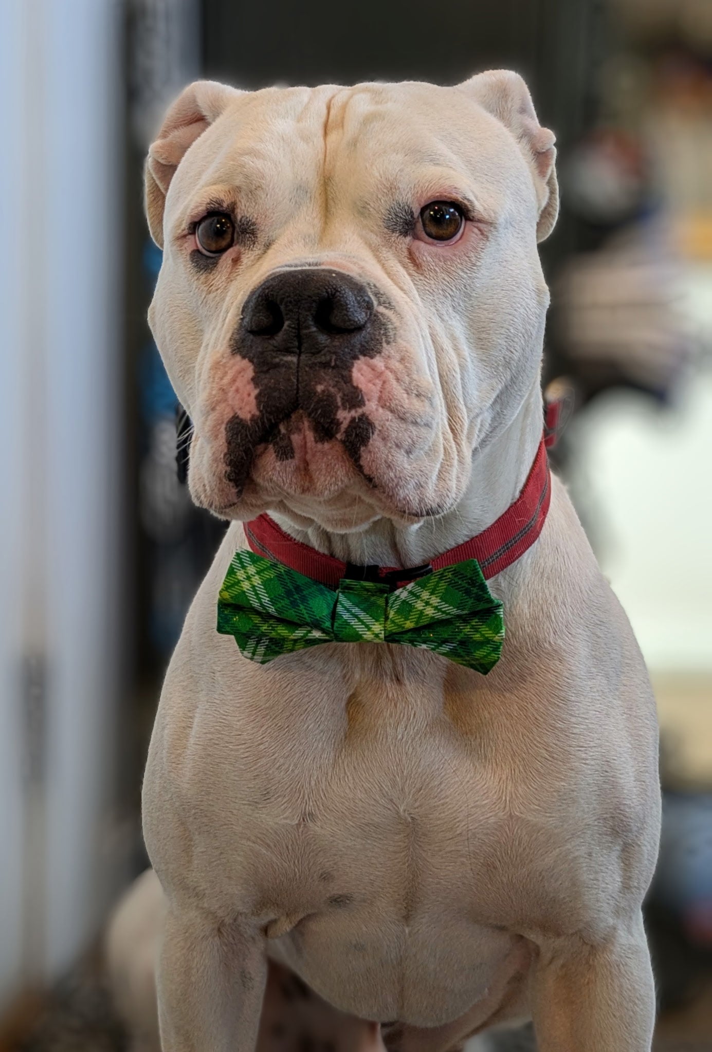 St. Pawtrick's Day