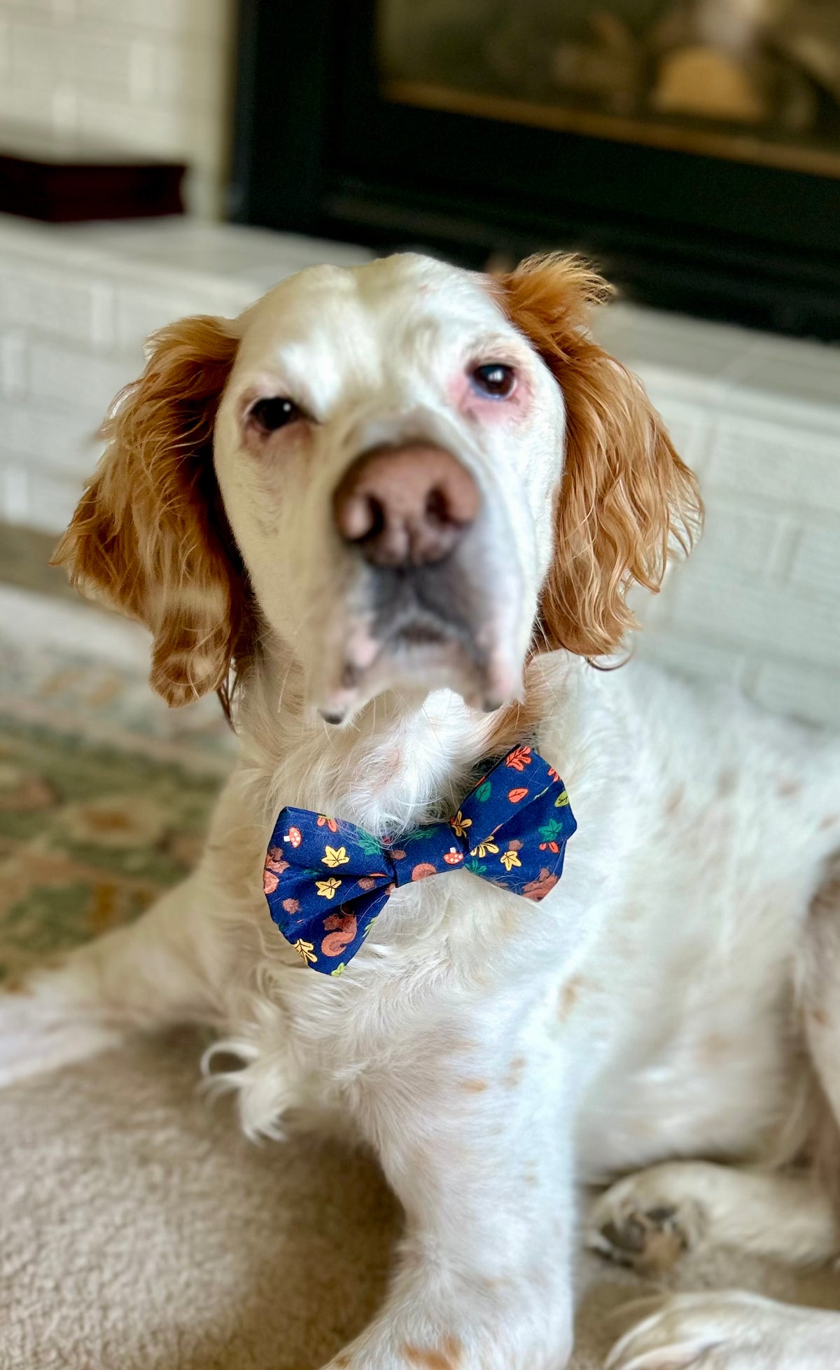 Pawtumn