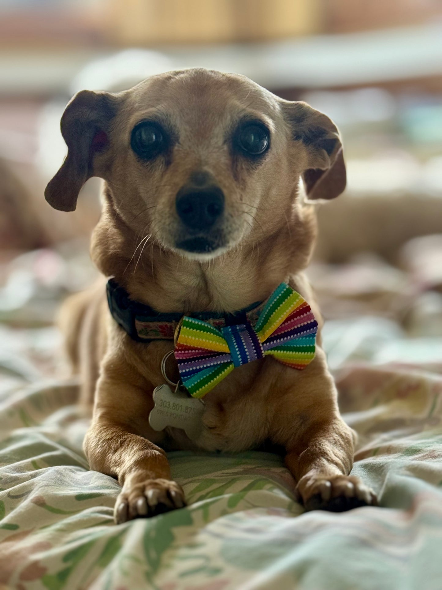 Pawride