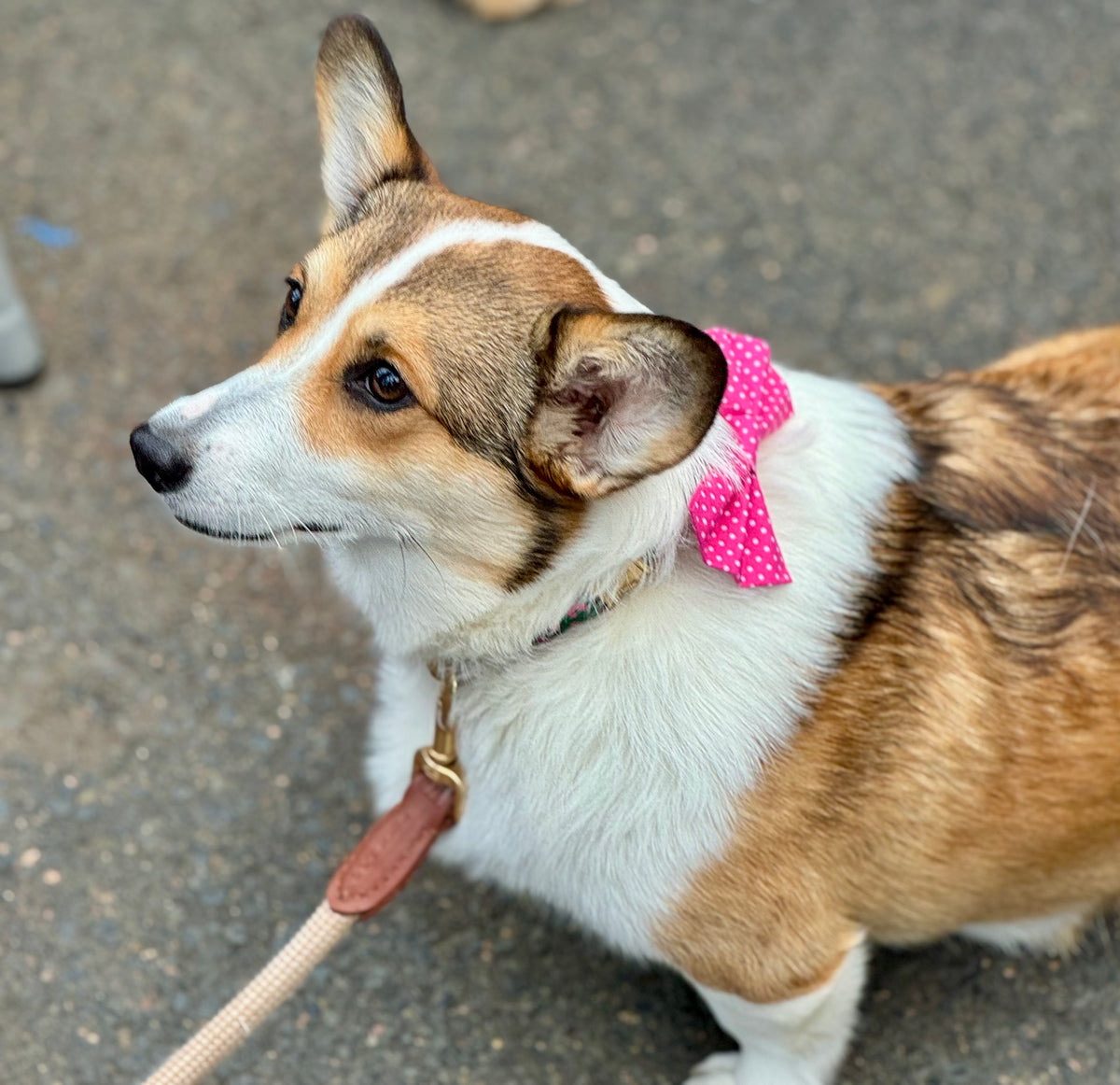 Pink Pawlka Dot