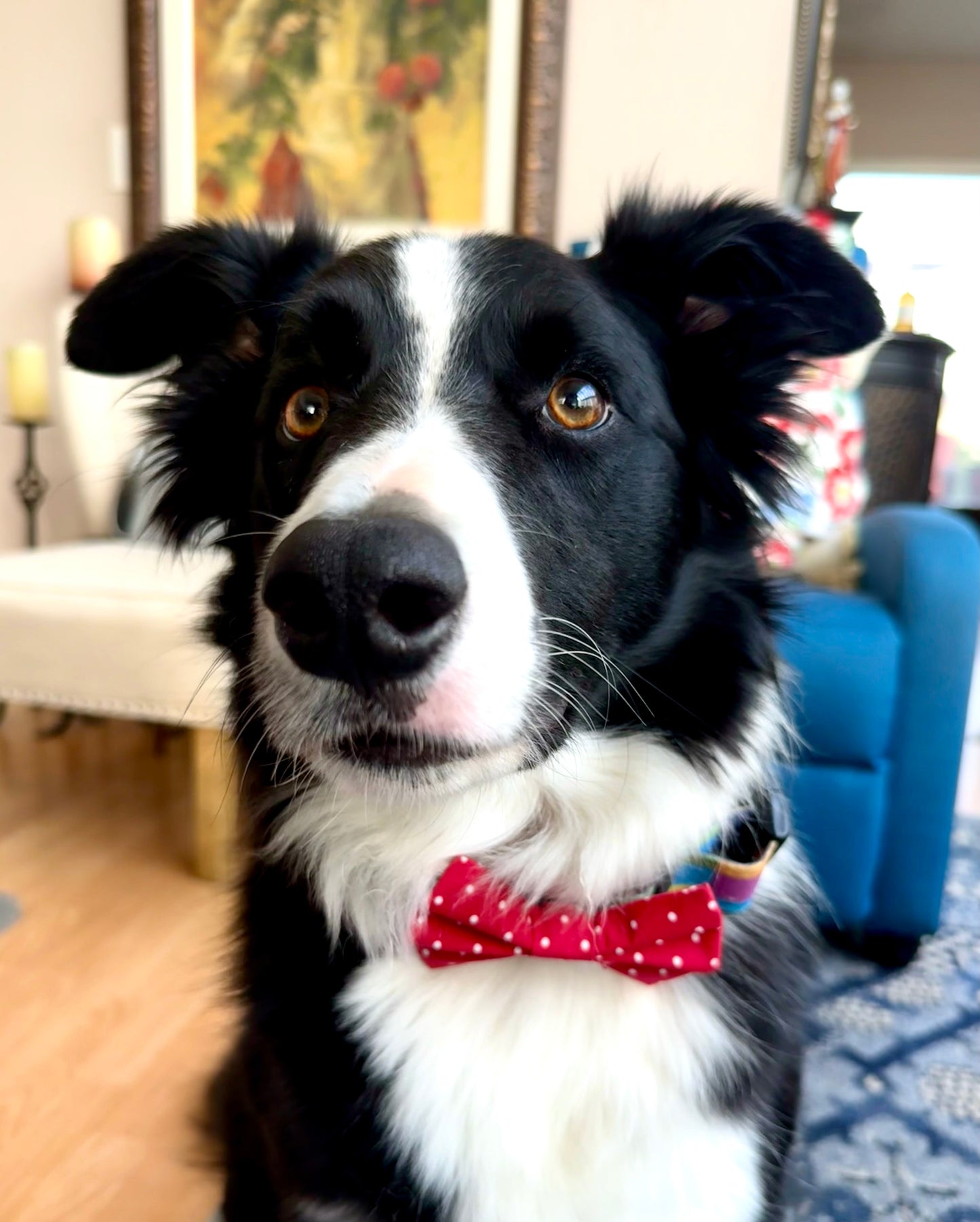 Red Pawlka Dot